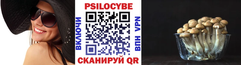 Галлюциногенные грибы Psilocybe  где найти   Приморск 